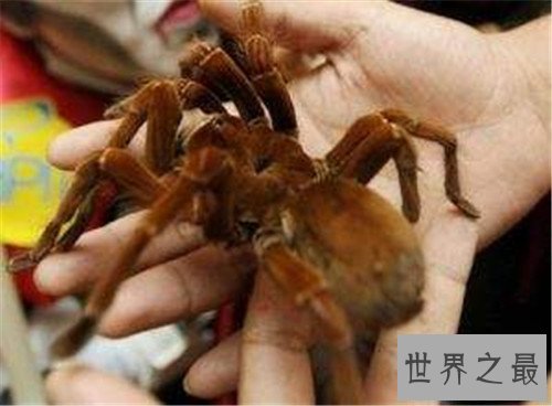 【图】巨骆驼蜘蛛成为爬虫喜好者宠物 却不是蜘蛛的种