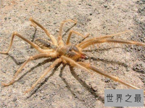 【图】巨骆驼蜘蛛成为爬虫喜好者宠物 却不是蜘蛛的种