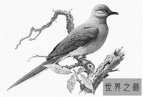 【图】旅鸽受到数十年的人类滥杀 缘由竟然是它的肉美