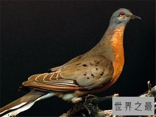 【图】旅鸽受到数十年的人类滥杀 缘由竟然是它的肉美