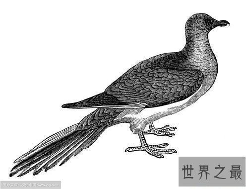【图】旅鸽受到数十年的人类滥杀 缘由竟然是它的肉美
