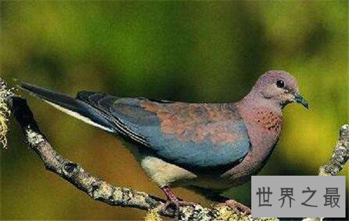 【图】旅鸽受到数十年的人类滥杀 缘由竟然是它的肉美