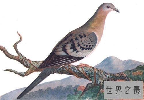 【图】旅鸽受到数十年的人类滥杀 缘由竟然是它的肉美
