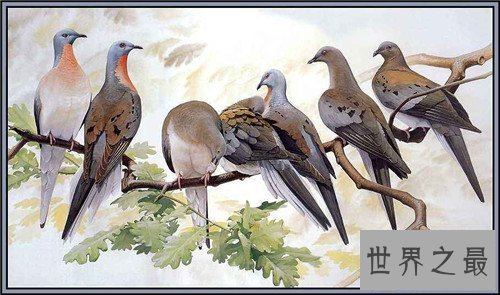 【图】旅鸽受到数十年的人类滥杀 缘由竟然是它的肉美