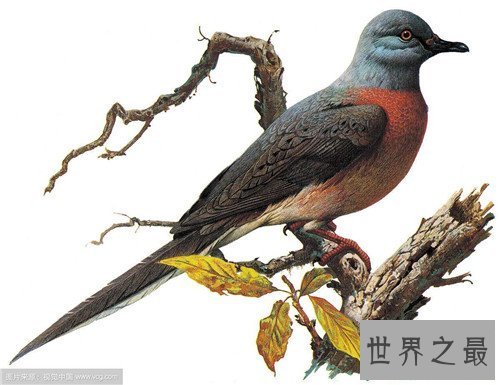 【图】旅鸽受到数十年的人类滥杀 缘由竟然是它的肉美
