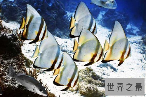 【图】蝙蝠鱼长什么样子 蝙蝠鱼散布情况引见