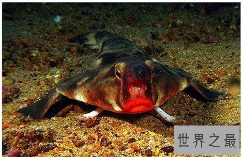 【图】蝙蝠鱼长什么样子 蝙蝠鱼散布情况引见