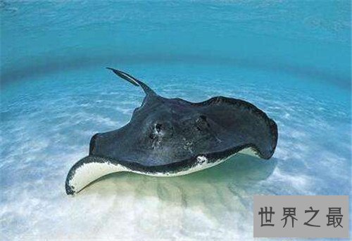 【图】蝙蝠鱼长什么样子 蝙蝠鱼散布情况引见