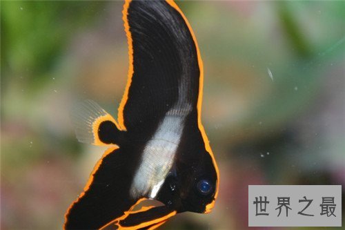【图】蝙蝠鱼长什么样子 蝙蝠鱼散布情况引见