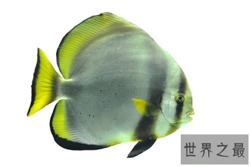 【图】蝙蝠鱼长什么样子 蝙蝠鱼散布情况引见