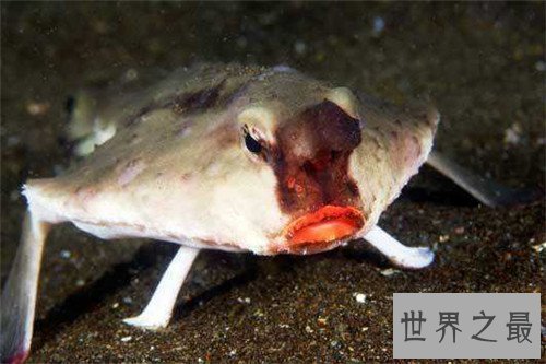 【图】蝙蝠鱼长什么样子 蝙蝠鱼散布情况引见
