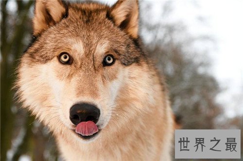 【图】最大的狼是什么品种 人类的捕杀有的已隐没形迹