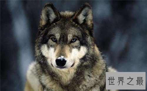 【图】最大的狼是什么品种 人类的捕杀有的已隐没形迹