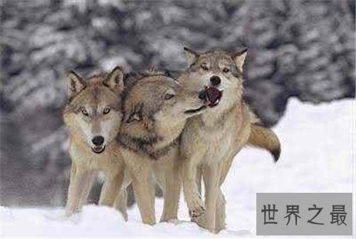 【图】最大的狼是什么品种 人类的捕杀有的已隐没形迹