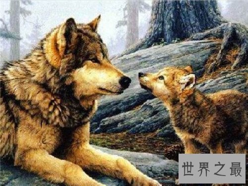 【图】最大的狼是什么品种 人类的捕杀有的已隐没形迹
