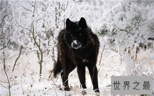 【图】最大的狼是什么品种 人类的捕杀有的已隐没形迹