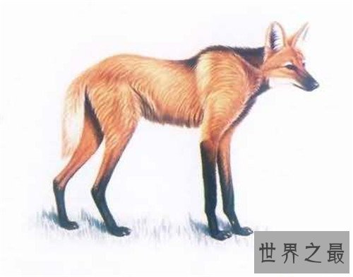 【图】最大的狼是什么品种 人类的捕杀有的已隐没形迹