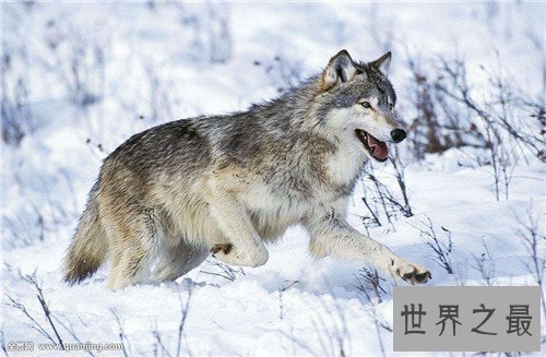 【图】最大的狼是什么品种 人类的捕杀有的已隐没形迹