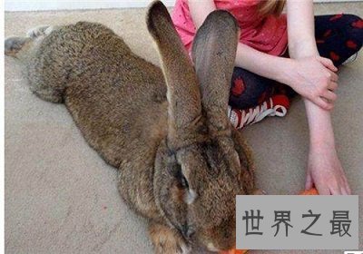 【图】世界上最大的兔子 体长1.22m且食量惊人！