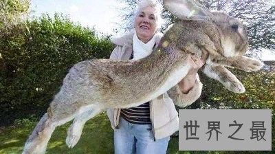【图】世界上最大的兔子 体长1.22m且食量惊人！