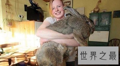 【图】世界上最大的兔子 体长1.22m且食量惊人！