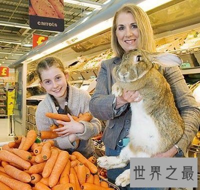 【图】世界上最大的兔子 体长1.22m且食量惊人！