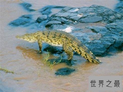 【图】非洲侏儒鳄的生存习性引见 现在多散布在非洲地