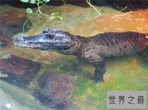 【图】非洲侏儒鳄的生存习性引见 现在多散布在非洲地
