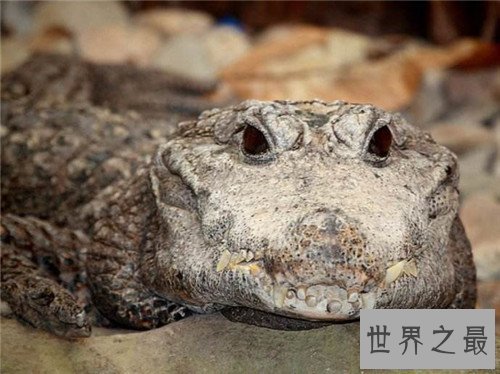 【图】非洲侏儒鳄的生存习性引见 现在多散布在非洲地