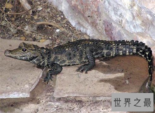 【图】非洲侏儒鳄的生存习性引见 现在多散布在非洲地