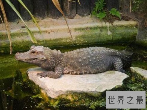 【图】非洲侏儒鳄的生存习性引见 现在多散布在非洲地