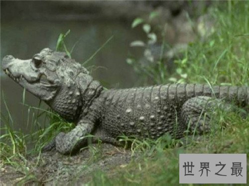 【图】非洲侏儒鳄的生存习性引见 现在多散布在非洲地