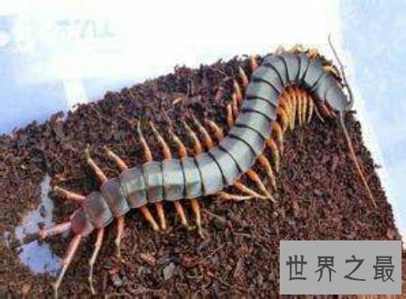 【图】最长的一种蜈蚣加拉帕格斯伟人蜈蚣你知道吗