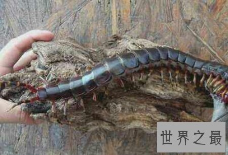 【图】最长的一种蜈蚣加拉帕格斯伟人蜈蚣你知道吗