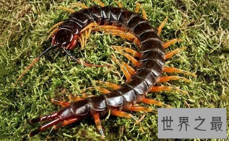 【图】最长的一种蜈蚣加拉帕格斯伟人蜈蚣你知道吗