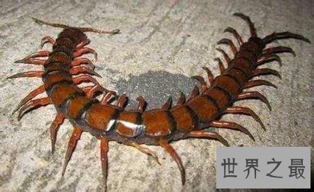 【图】最长的一种蜈蚣加拉帕格斯伟人蜈蚣你知道吗