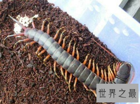 【图】最长的一种蜈蚣加拉帕格斯伟人蜈蚣你知道吗