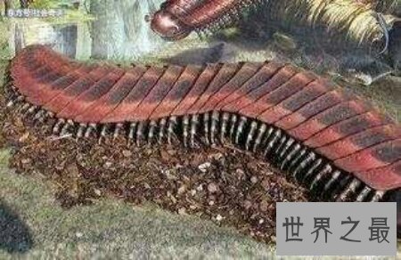 【图】最长的一种蜈蚣加拉帕格斯伟人蜈蚣你知道吗