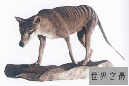 【图】灭绝动物都有哪些 这些你都知道吗