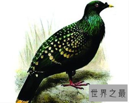 【图】灭绝动物都有哪些 这些你都知道吗