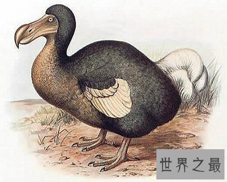 【图】灭绝动物都有哪些 这些你都知道吗