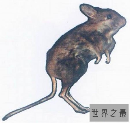 【图】灭绝动物都有哪些 这些你都知道吗