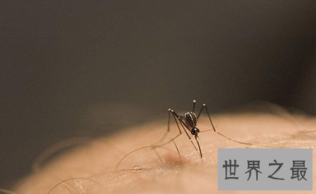 【图】十分可怕的吸髓蚊在事实生存中真的存在吗