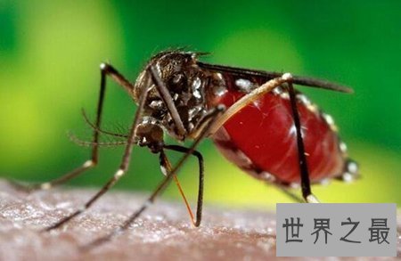 【图】十分可怕的吸髓蚊在事实生存中真的存在吗