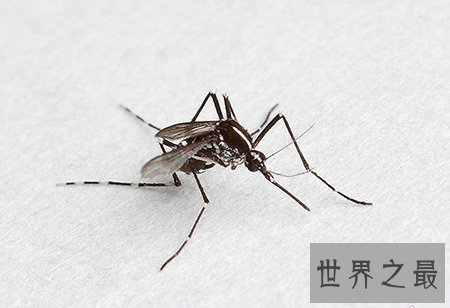 【图】十分可怕的吸髓蚊在事实生存中真的存在吗