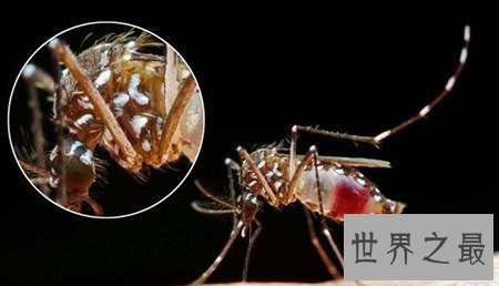 【图】十分可怕的吸髓蚊在事实生存中真的存在吗