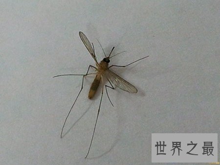 【图】十分可怕的吸髓蚊在事实生存中真的存在吗