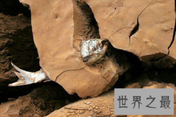 【图】肺鱼——拥有最逆天装死技能的“活化石”