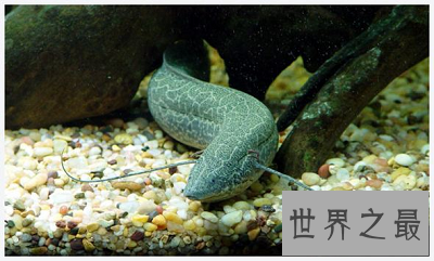 【图】肺鱼——领有最逆天装死技艺的“活化石”