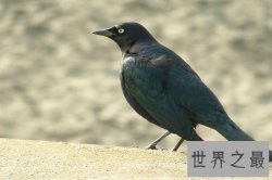 【图】黑鸟都有什么品种呢 据说有一些已经是濒危动物